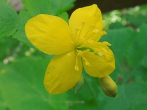 greater celandine